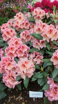 Rhododendron_Hybr._Djingestan